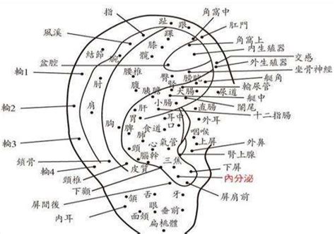 耳朵很多痣|耳朵长痣的位置图解 耳朵长痣的位置图解有福气